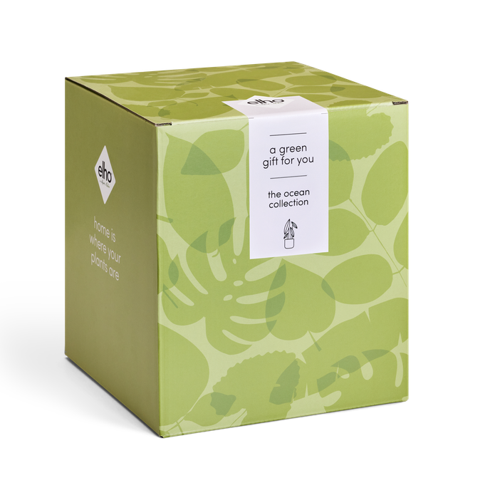 GIFT ocean collection 14,16,18 verde pacífico